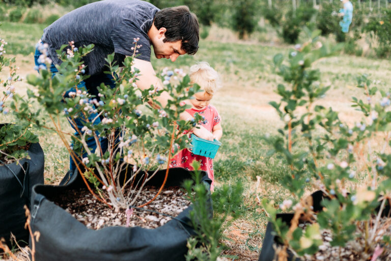 family in a blueberry patch.