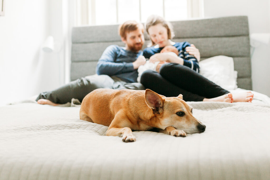 Dog sits on edge of bed during newborn photo session.