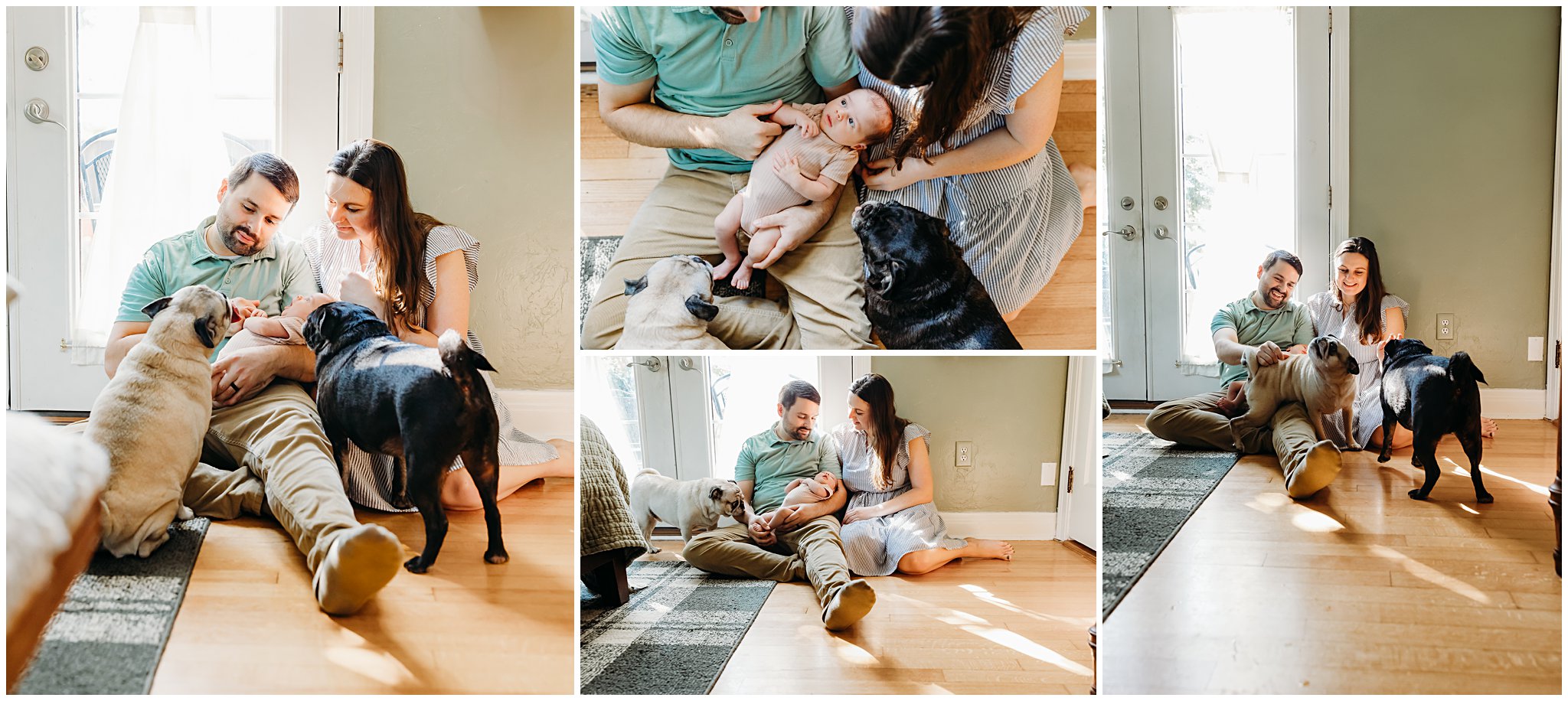 Newborn photos with dogs included.